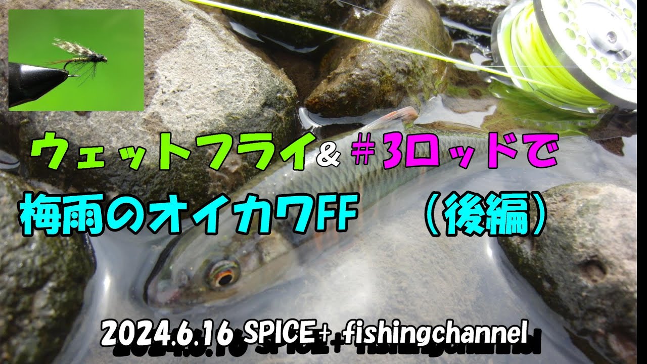 【オイカワ　フライフィッシング】ウェットフライと＃3ロッドで（後編）