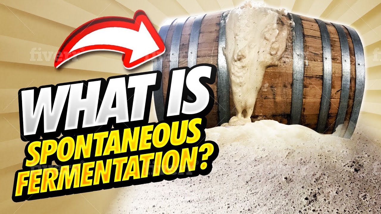 How Lambic Is Fermented with 3 Fonteinen.  Spontaneous Fermentation Explained