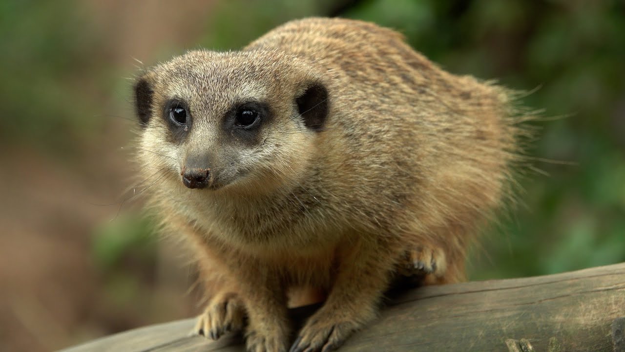 Lang erwartet und endlich da - die Jahreskarte 365 🥳 #zoo #osnabrück #tiere #fyp