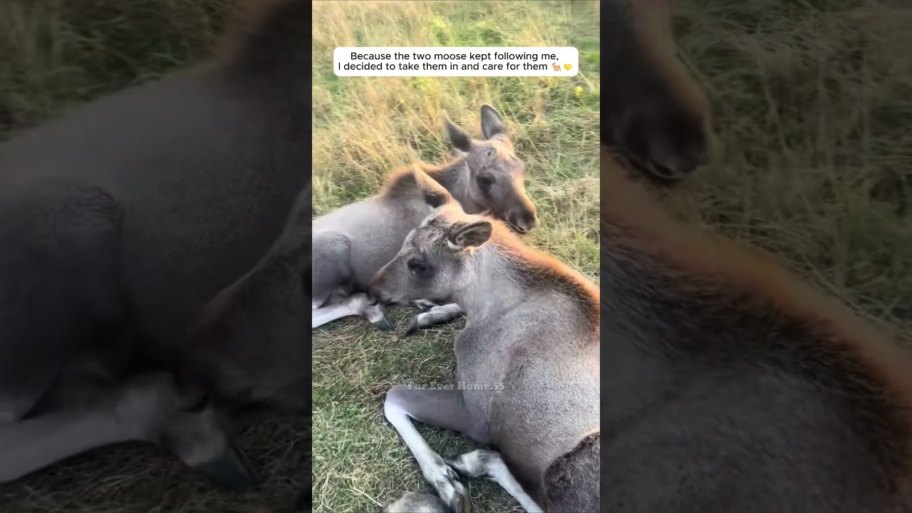 Since the two moose followed me, I decided to raise them.