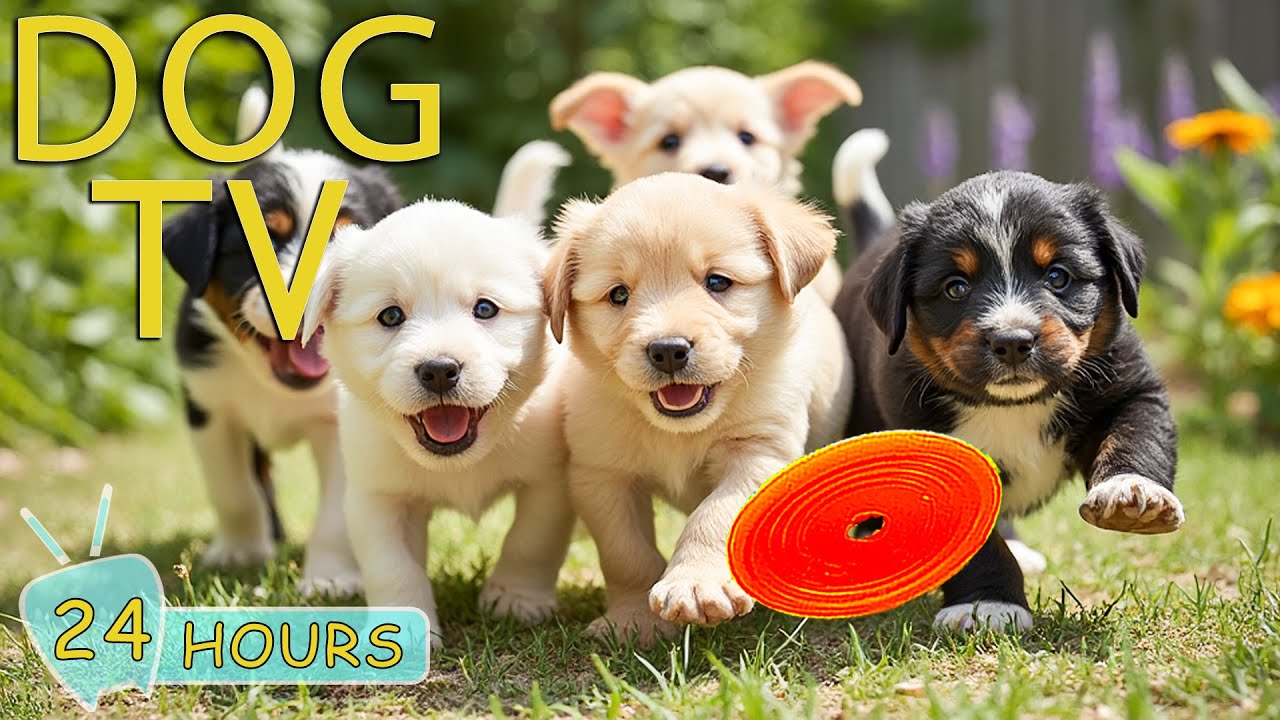DOG TV: Best Video Entertain to Keep Dogs Calm & Happy When Home Alone - Anti-Stress Music for Dogs