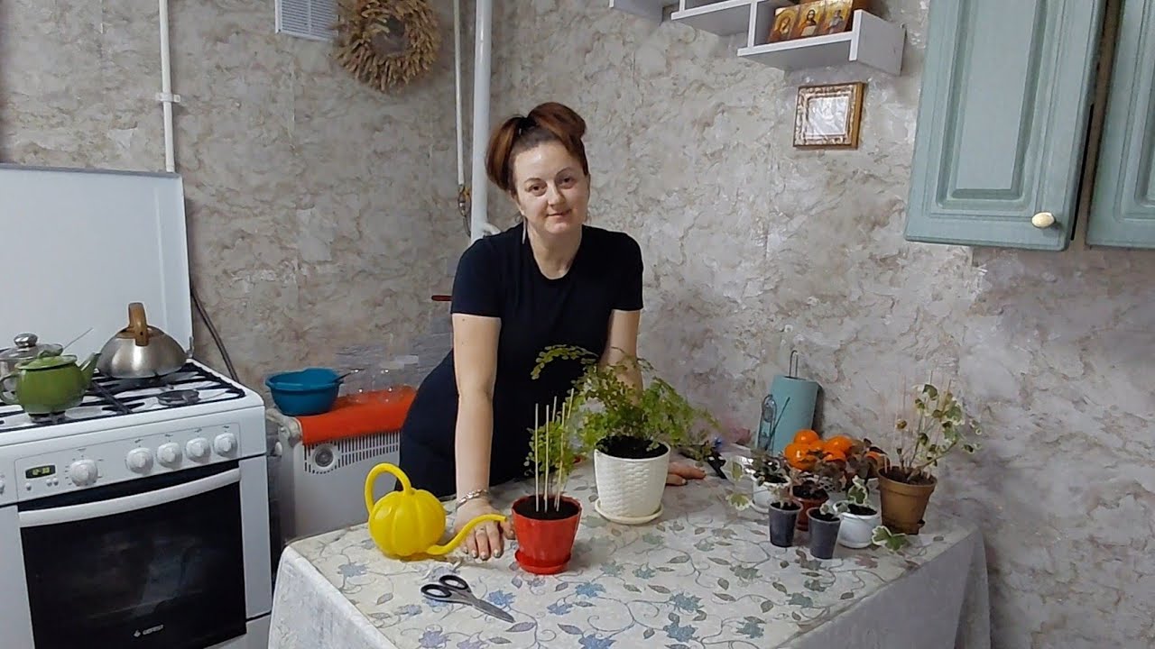 Пепесадки тривають/Нові калачики, традесканції
