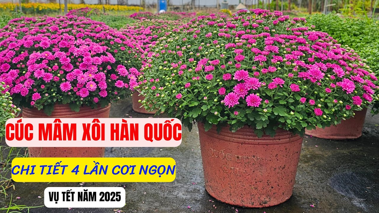 Cúc mâm xôi hàn quốc chi tiết 4 lần cơi