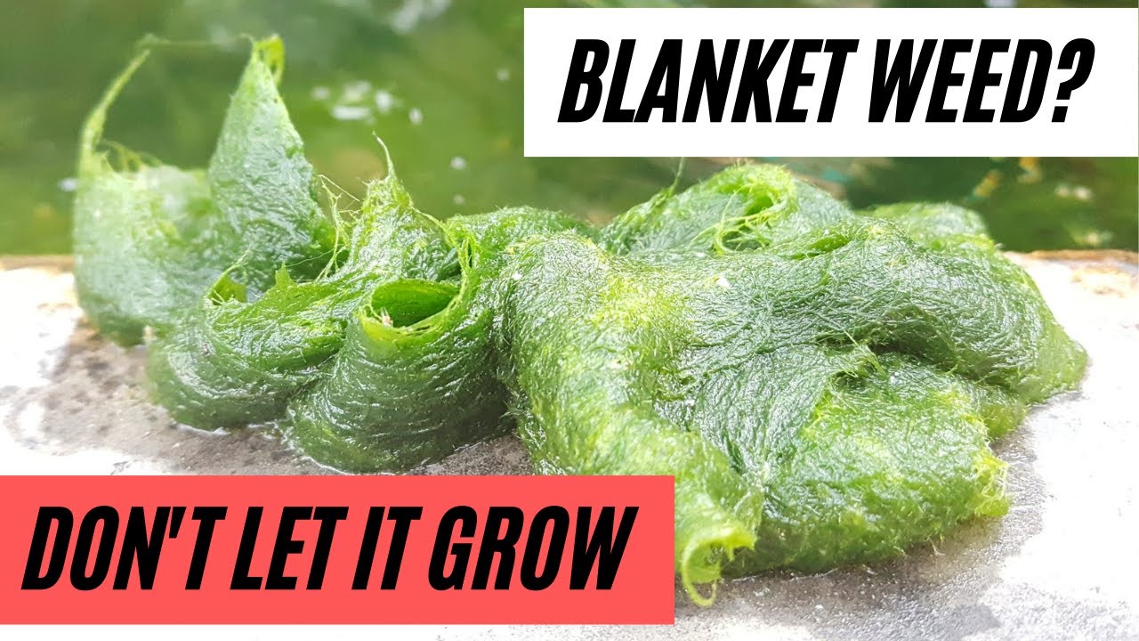 Как предотвратить рост сорняков BLANKET в вашем пруду!