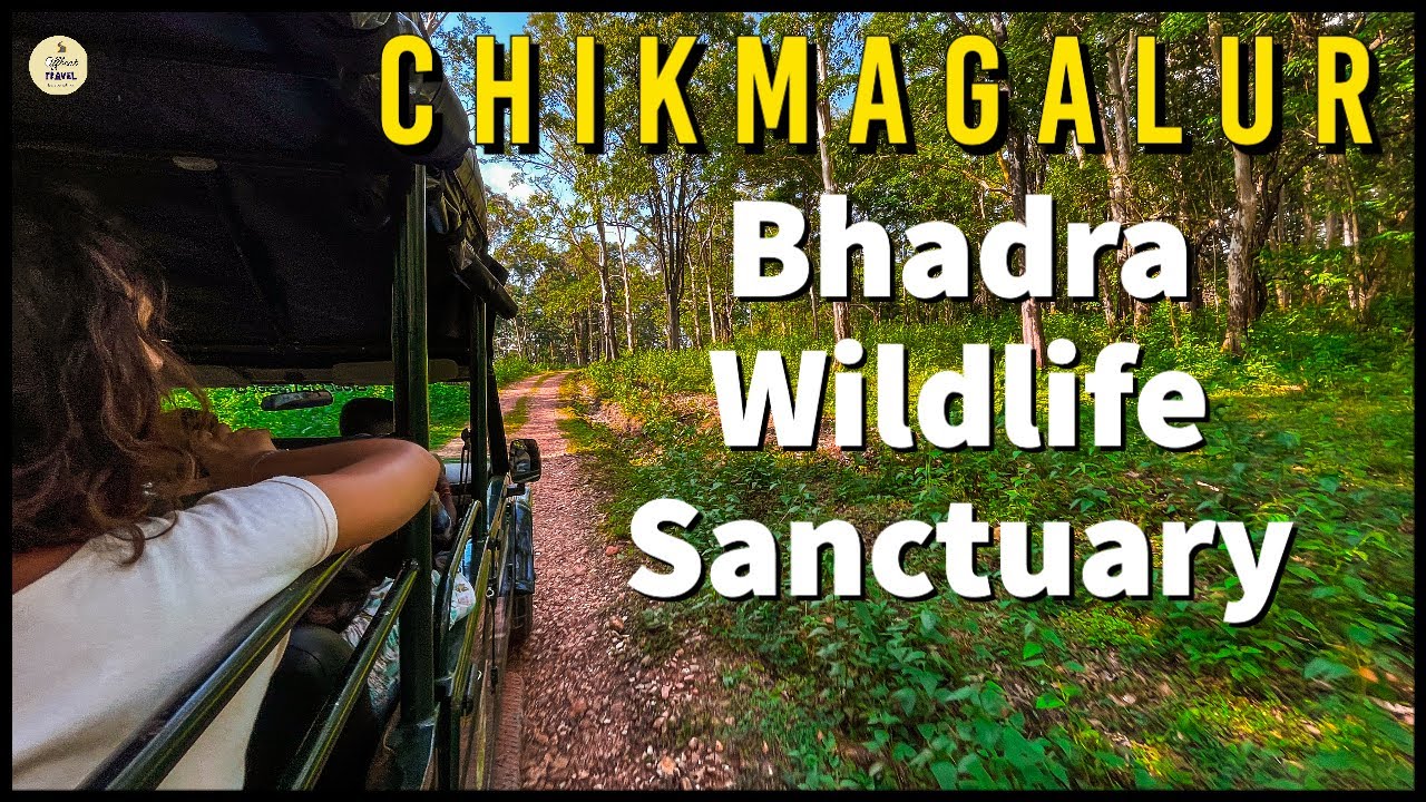 Bhadra Wildlife Sanctuary | Uncover the Thrills of a Jungle Safari in Chikmagalur | Offbeat Travel