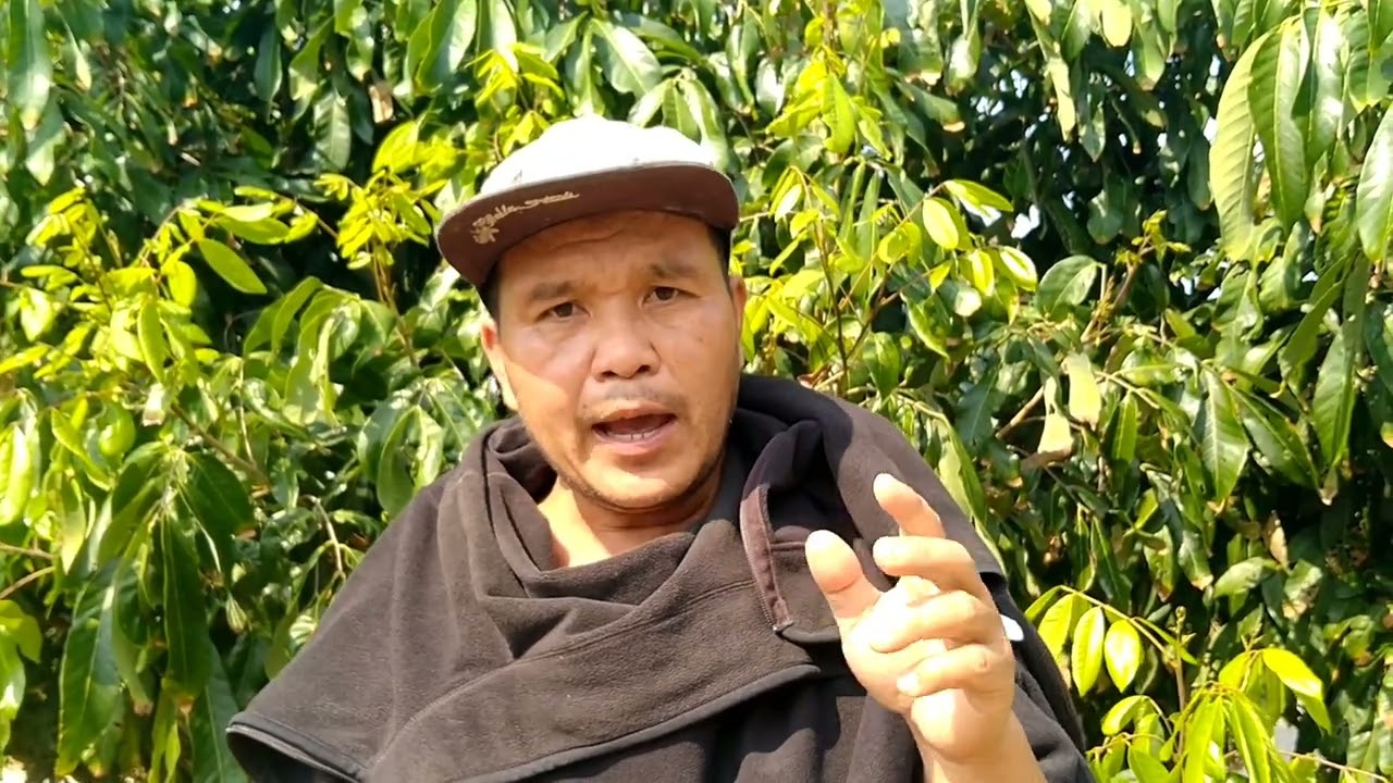 เทคนิคการตัดใบอ่อน