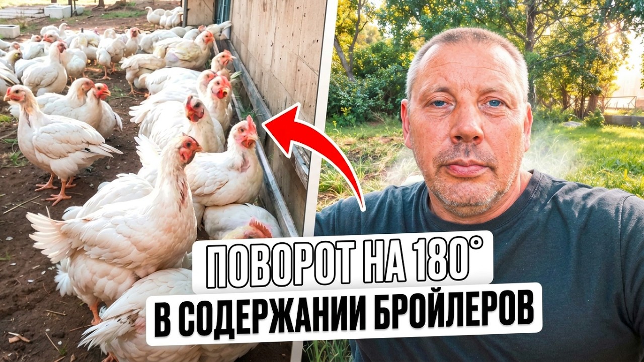 КАК я изменил подход к выращиванию БРОЙЛЕРОВ за 5 лет! Новый взгляд, новые рецепты! 👀🐔 #МоеПодворье