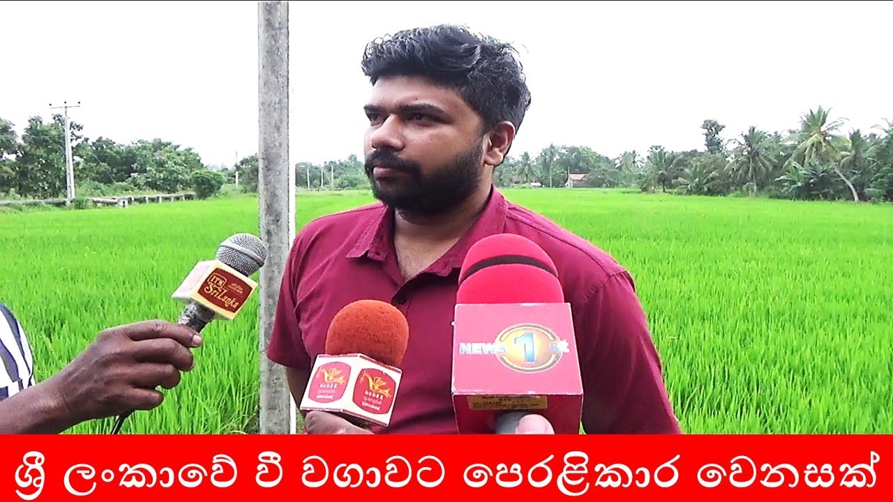 ශ්‍රී ලංකාවේ වී වගාවට පෙරළිකාර වෙනසක් | Paradigm Change in Sri Lankan Paddy Cultivation | #Biofilm