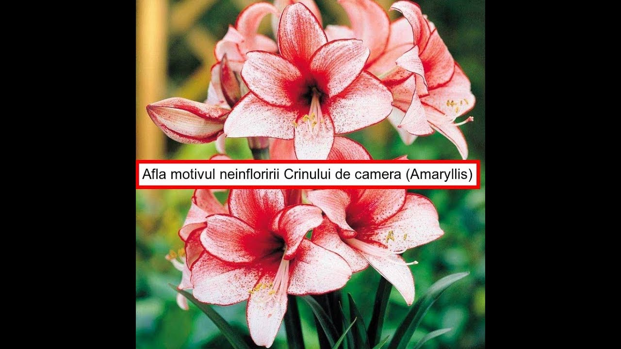 Află motivul neinfloririi Crinului de camera (Amaryllis spp.)