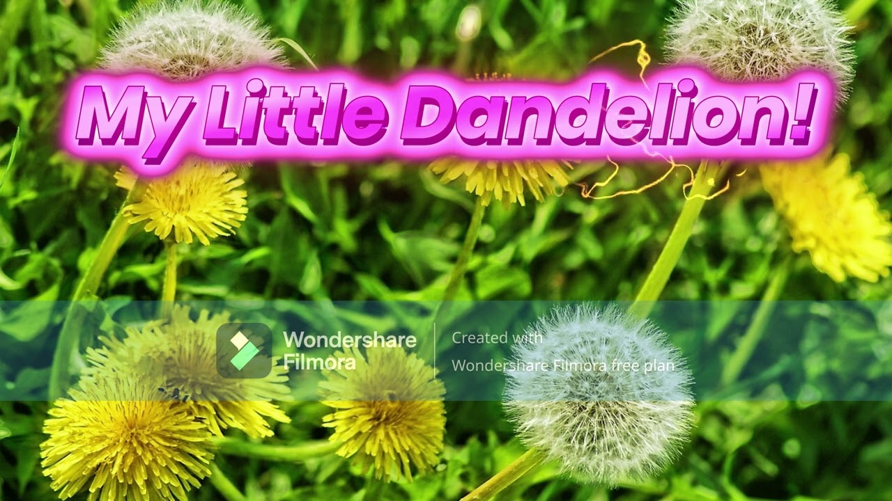 My Little Dandelion!