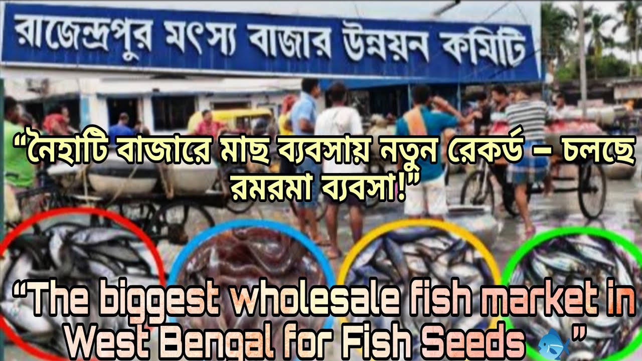বর্ষা শুরুতে নৈহাটি চারা মাছের বাজারের চারা l Naihati Fish Seed Market #fishseed #fish #trending 