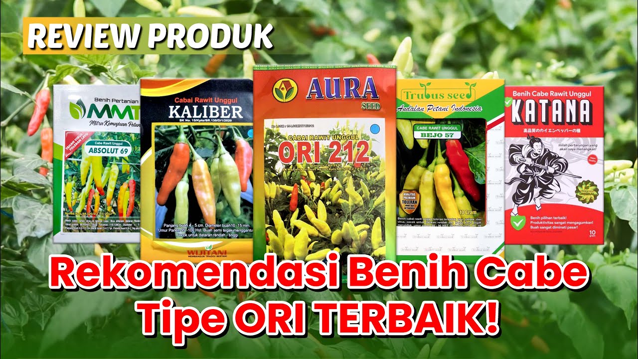 Review Merk BENIH CABE TERBAIK di Musim Sekarang! #benihonline