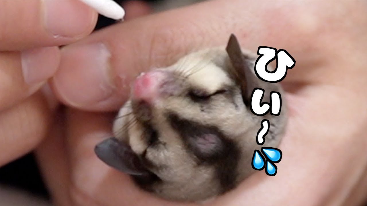 モモンガ初めての歯磨き