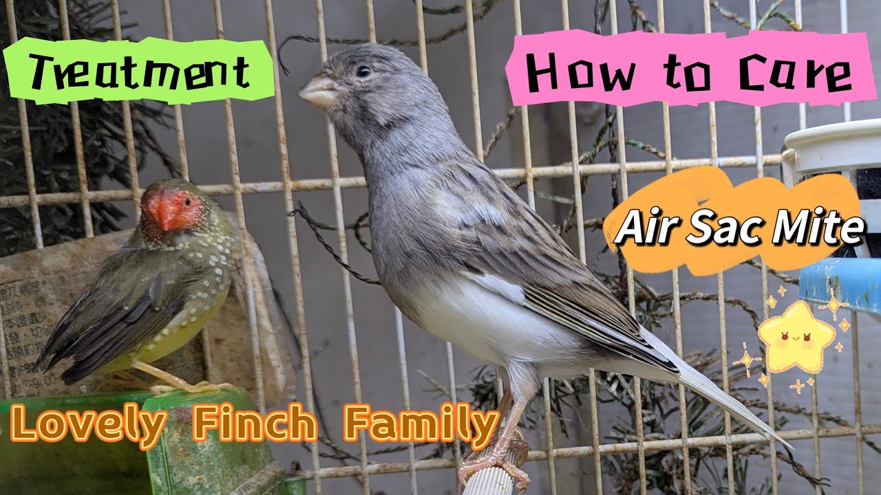 SCATT (Vetafarm) -  Canary Air Sac Mite Treatment and Care 20241201