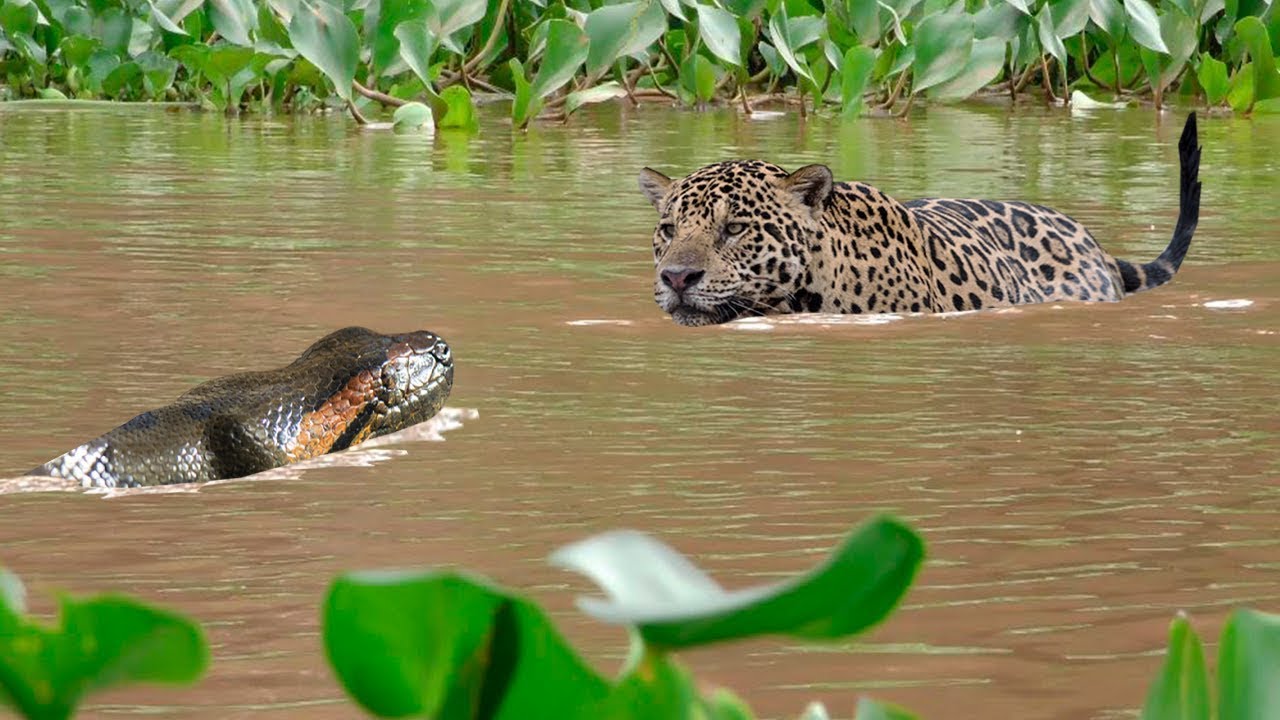 ON&Ccedil;A MATA SUCURI sem d&oacute; na AMAZ&Ocirc;NIA SELVAGEM | DOCUMENT&Aacute;RIO ANIMAIS DA AMAZ&Ocirc;NIA | FLORESTA AMAZ&Ocirc;NICA