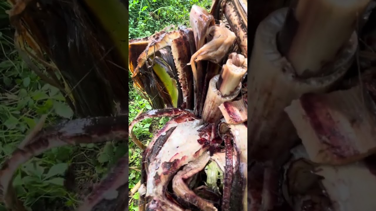 Panama ve Bakteriyel Kanser Hastalığı .