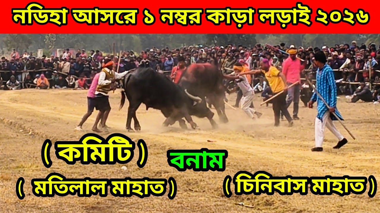 নডিহা আসরে ১ নম্বর কাড়া লড়াই ২০২৬ || ( কমিটি - মতিলাল মাহাত ) বনাম ( চিনিবাস মাহাত )