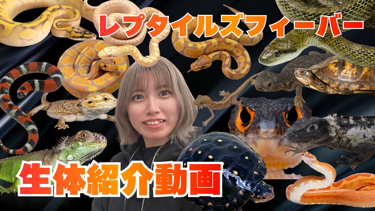 【レプフィー】連れて行く生体紹介