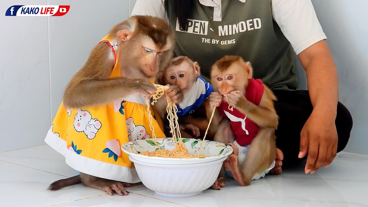 Adorable Luna Family Eating Delicious Noodle