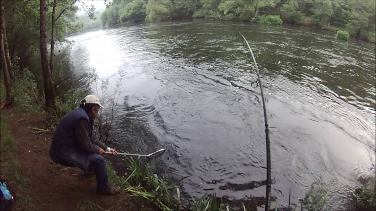 Salmón del Ulla