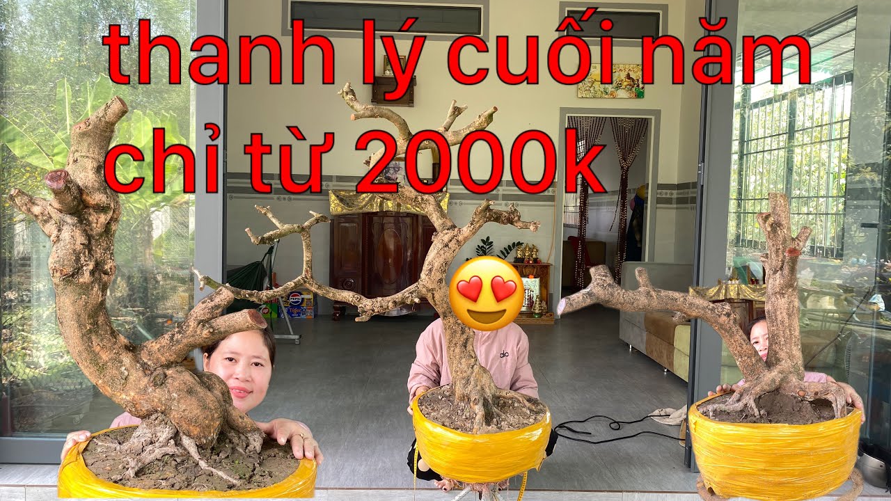 12/2/2026 thanh lý cuối năm 7phoi mai vàng giá mềm..lh 0972666608 Nghĩa 