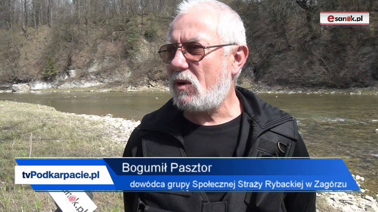 Tarło świnki na Osławie atrakcją turystyczną. Kłusownicy skutecznie powstrzymywani