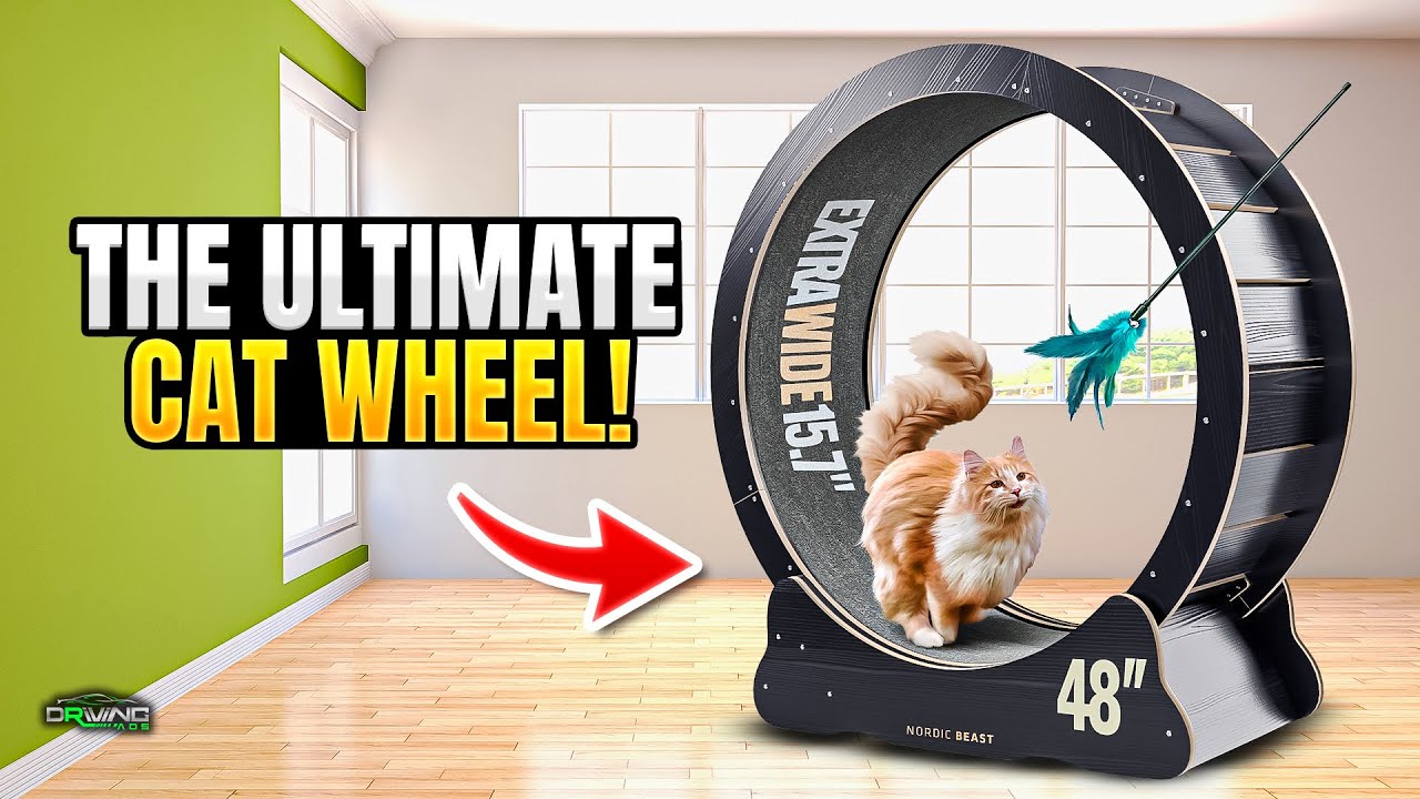 Why Every Cat Needs This Huge Cat Wheel! | Nordic Beast Cat Wheel