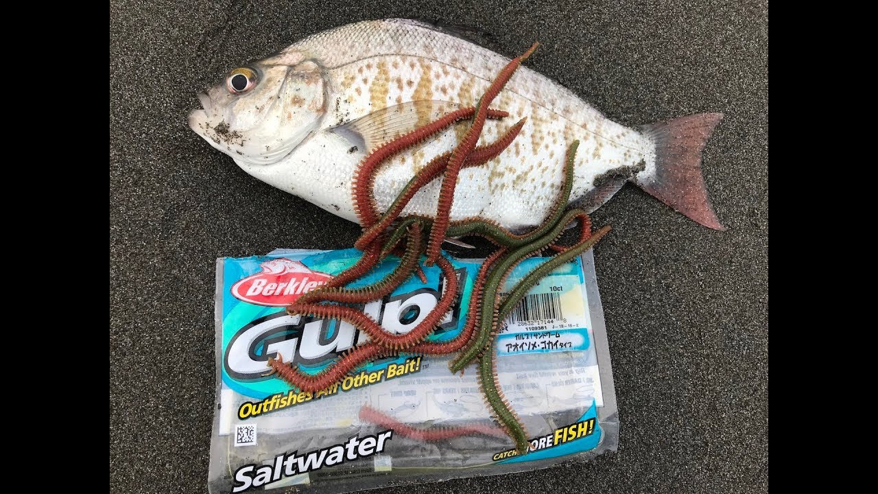 Surf Perch Fishing with Berkley GULP Sandworms (MUST HAVE)!!