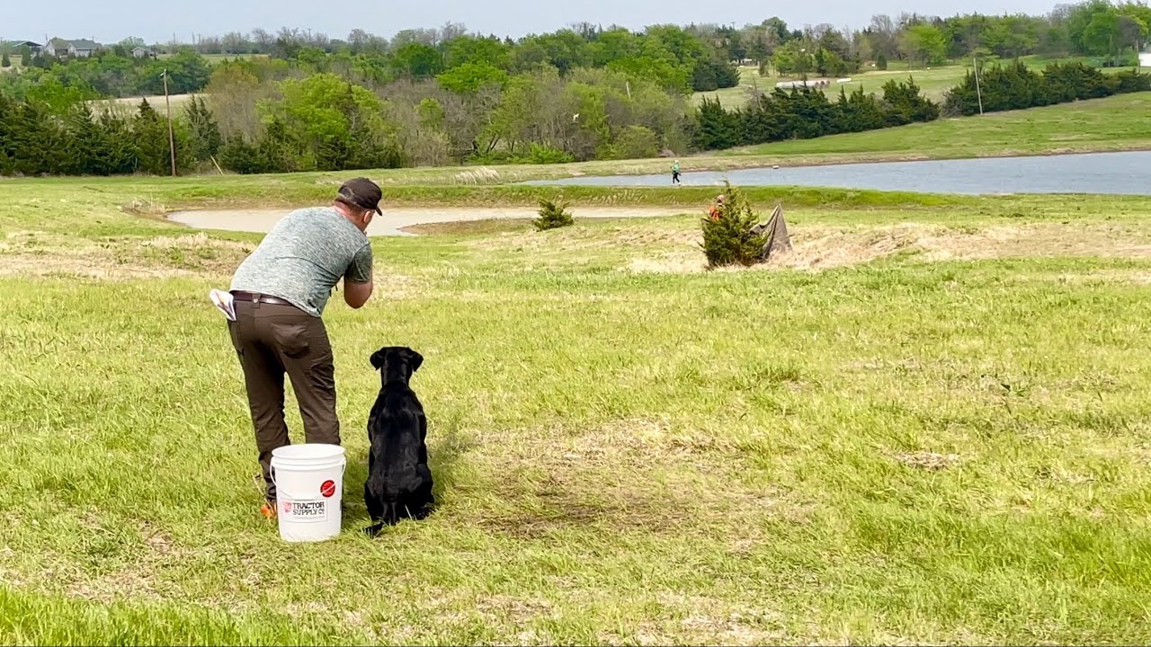 AKC Master Hunt Test: 1st Series