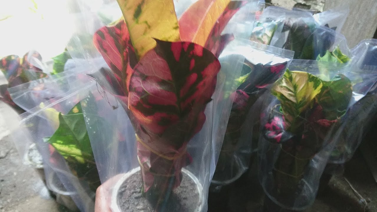 How to propogate croton plants by cuttings (Codiaeum variegatum)