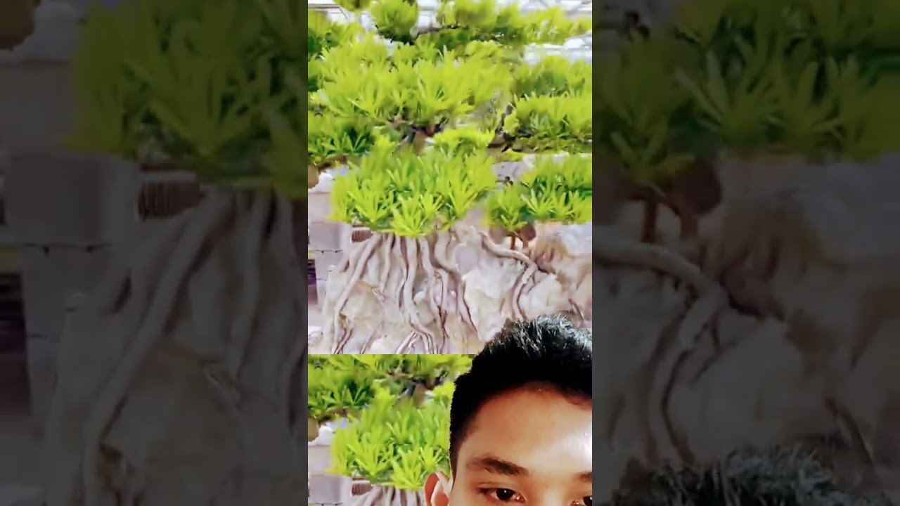 Bonsai unik dari Vietnam😱 