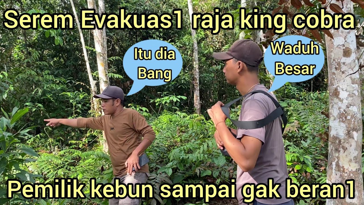 MENDEBARK4N DETIK-DETIK EVAKUAS1 ULAR KING COBRA DI KEBUN KARET,WARGA DESA SEMUA PADA IKUT MELIHAT