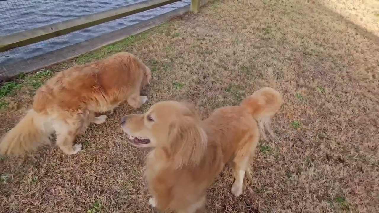 🇺🇸미국 강아지 일상. One of random days. 사랑스러운 강아지들! #Goldenretriever #puppy. 