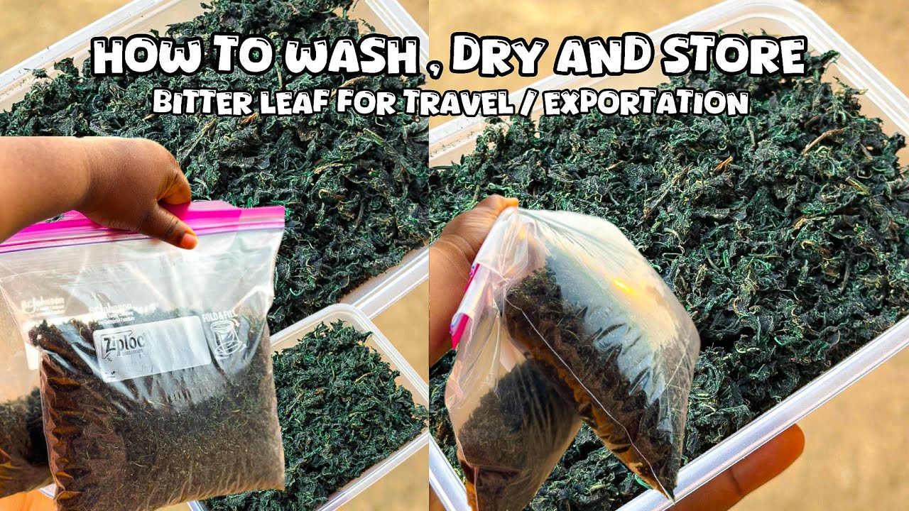 HOW TO WASH, DRY AND STORE BITTER LEAF FOR TRAVEL/EXPORTATION | 1 YEAR PLUS GUARANTEE !