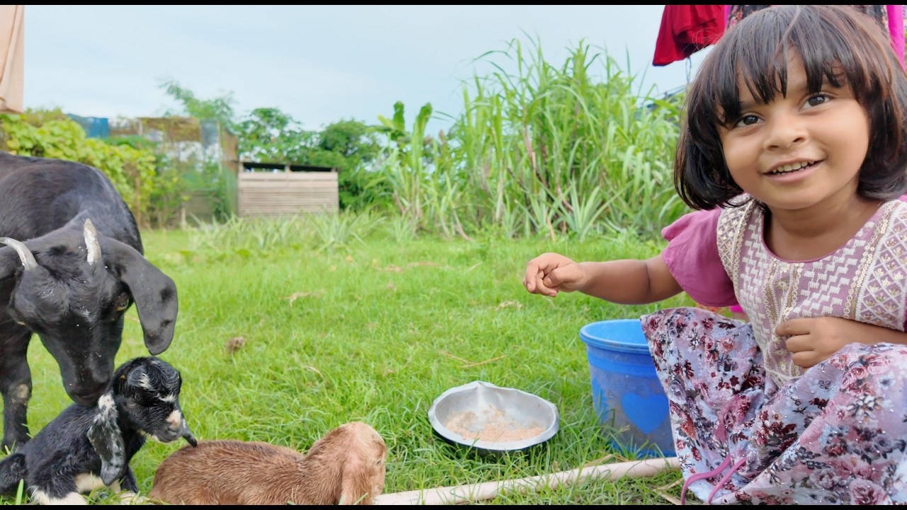 আয়াতের জন্য নতুন খেলার সাথী আসছে | Doyel Agro