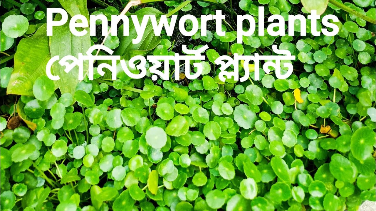 Pennywort plants পেনিওয়ার্ট প্ল্যান্ট  #viralvideo #Pennywort #পেনিওয়ার্ট #plants #ytviral #yt 