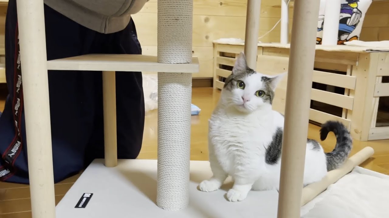 久しぶりにキャットタワーを組み立てたら猫の集団に邪魔されました