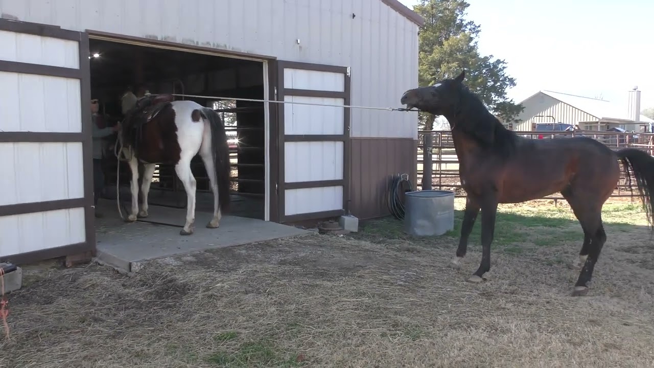 Aequitas Untrained Arabian Stallion  Part 5   First Time Out of the Round Pen