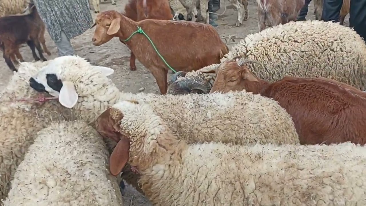 الحولي و الماعز بسوق الاحد تطوان 🐑🐏🐐||05/01/2024||0667128425🔥❤️🇲🇦