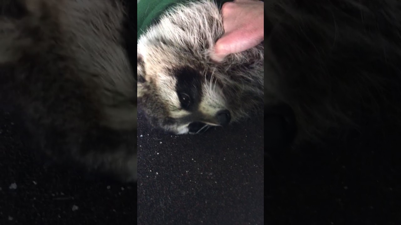 PET RACCOON GETTING A TRUE MASSAGE
