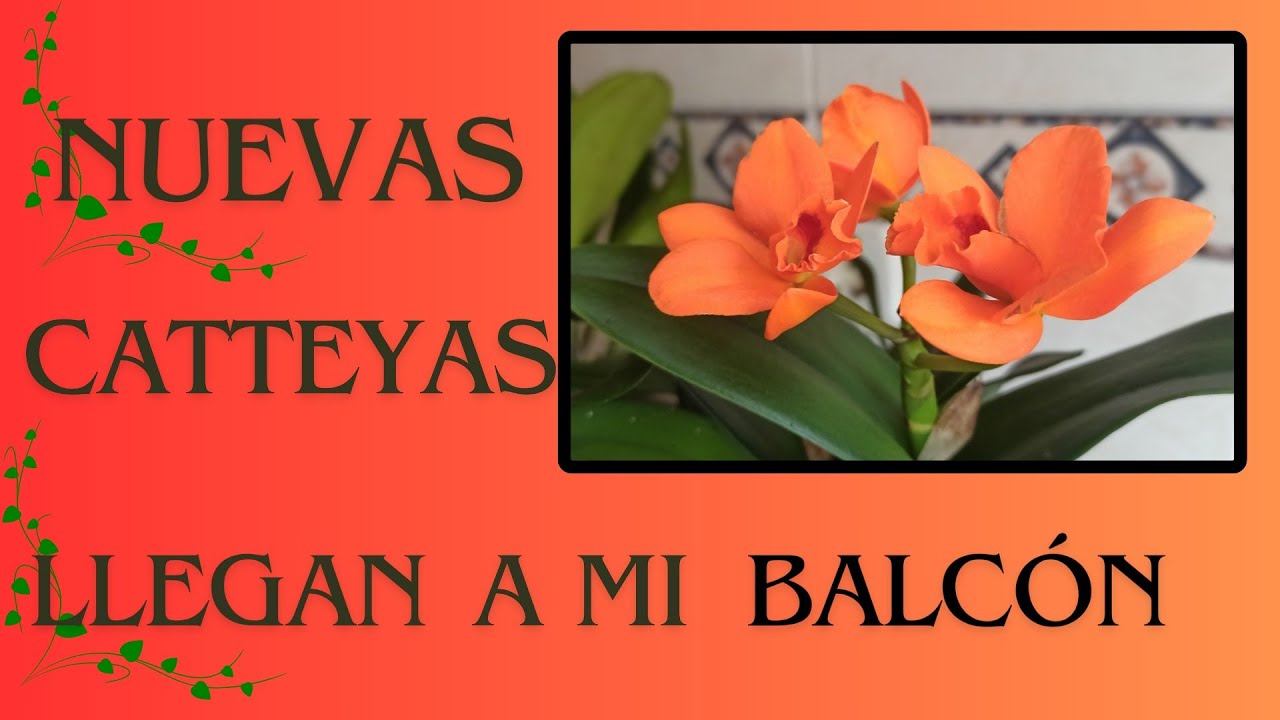 NUEVAS #CATTLEYAS  para mi balcón