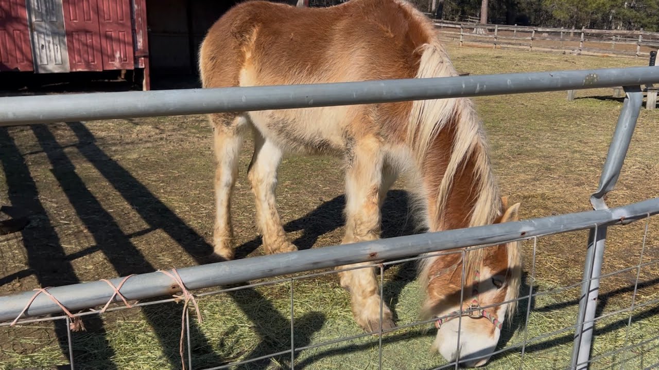 DRAFT HORSES //  Spreading manure and a visit to see Max