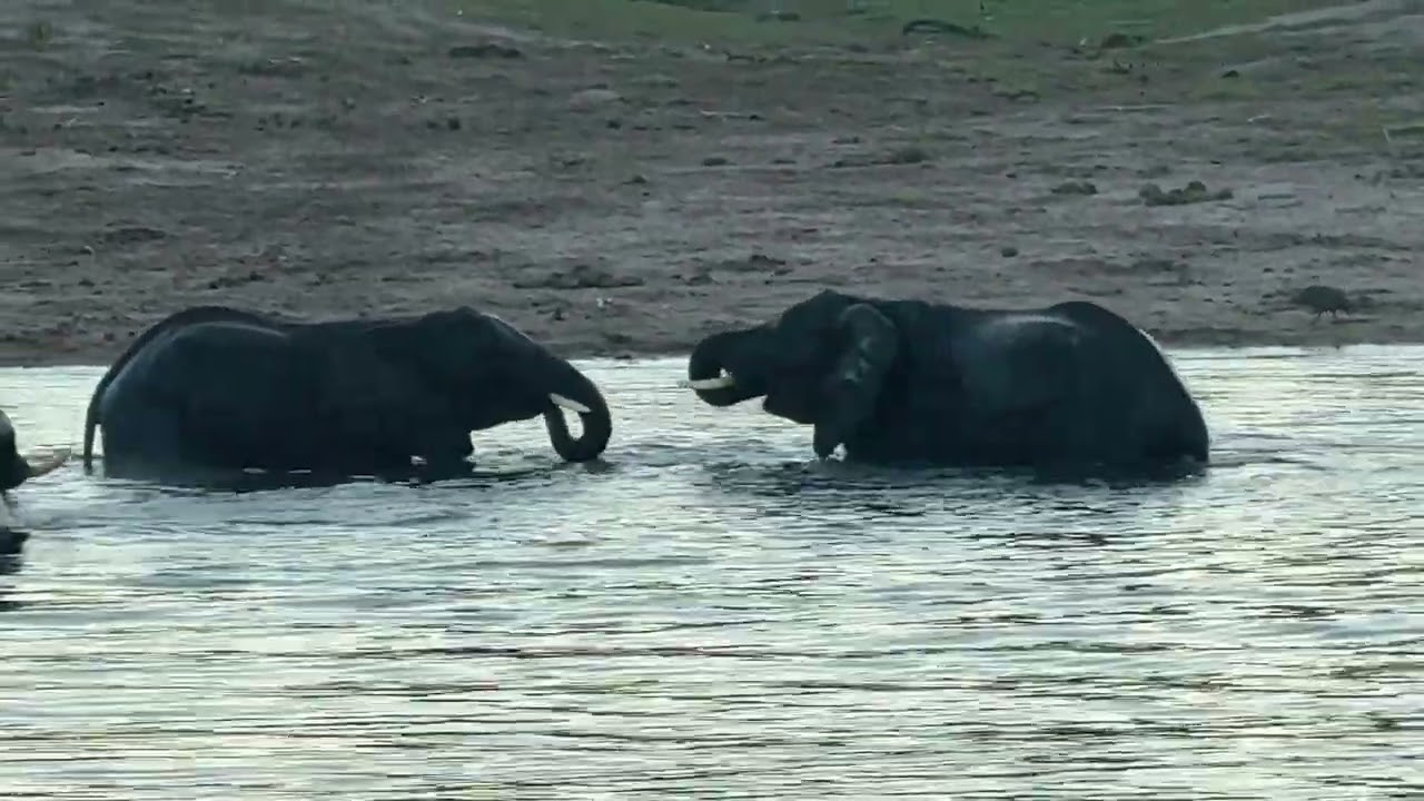 Elephants playing