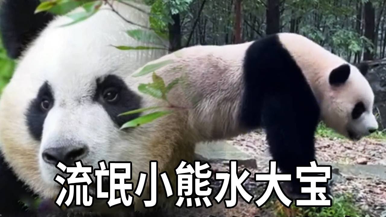 天赋异禀的水大宝，表面看着老实憨厚，实则是个有前科的“流氓小熊”【你好大熊猫】