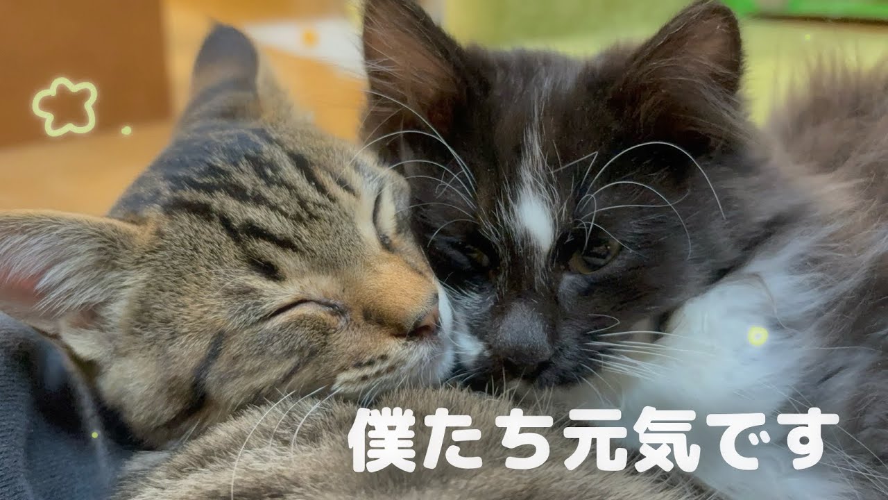 【保護猫譲渡のその後】 家族ができて元気にやんちゃに幸せになった猫ちゃんをお見せします🌸⟡.·*.