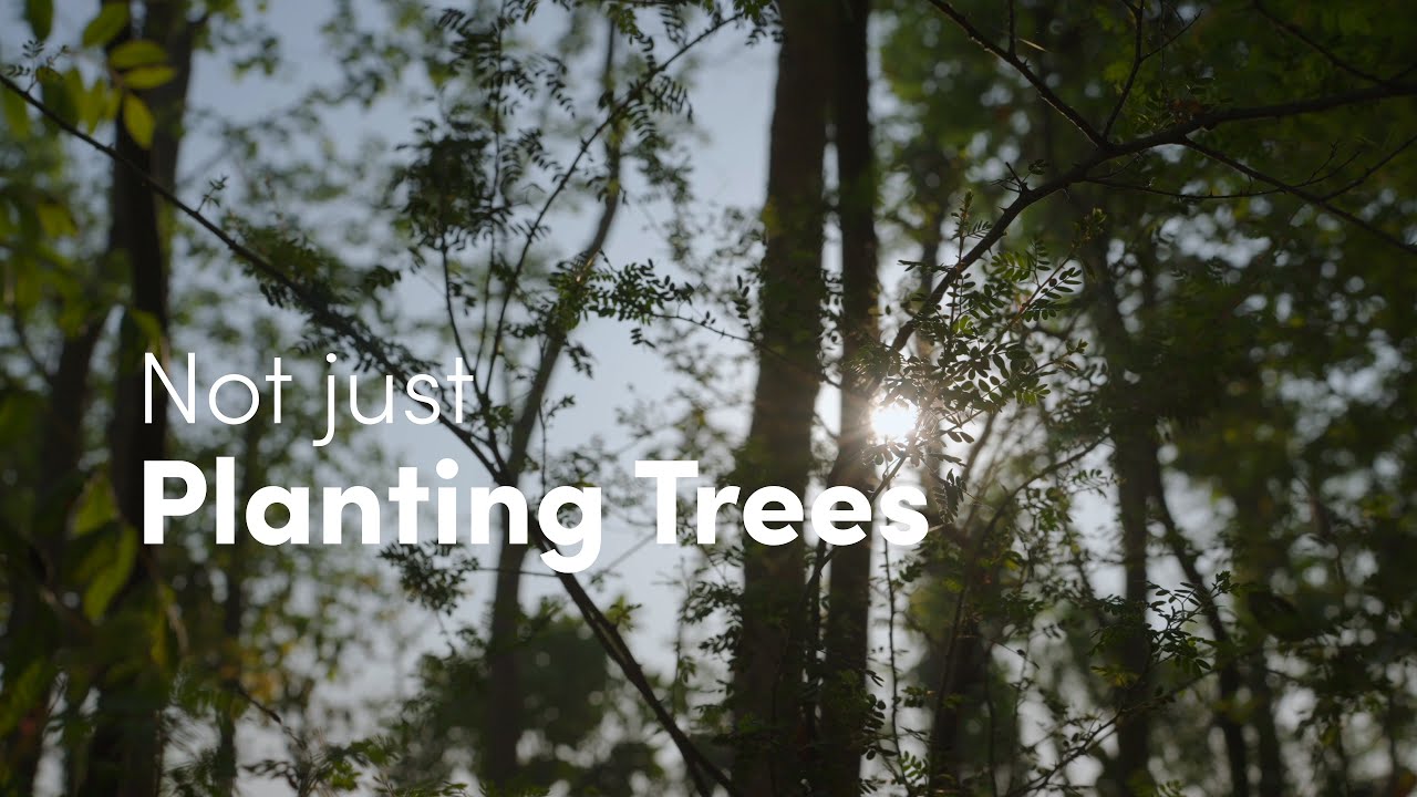 Sustainable Tree Plantation | Greener Punjab | The Billion Tree Project | @roundglassfoundation