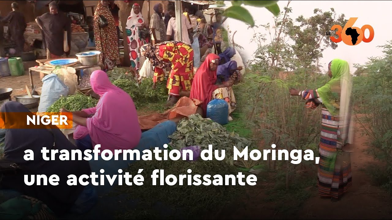 Niger: la transformation du Moringa, une activité florissante