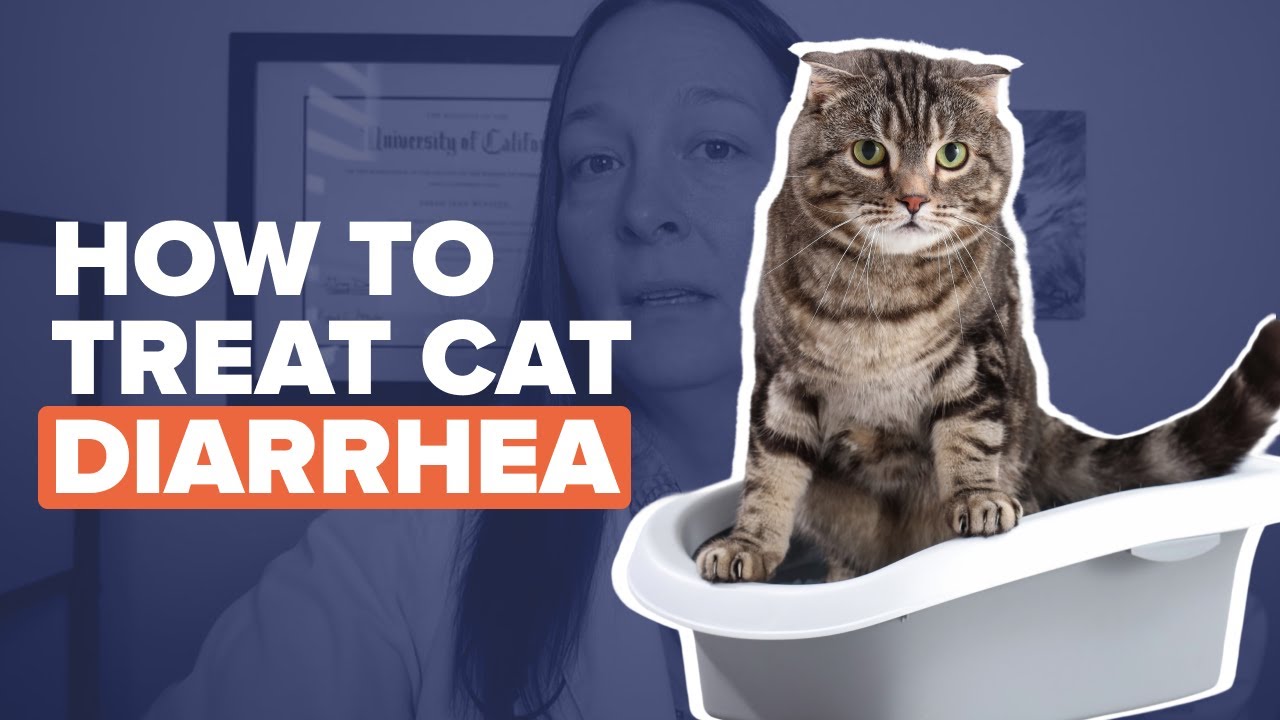 Signs Your Cat Has Diarrhea & How To Treat It