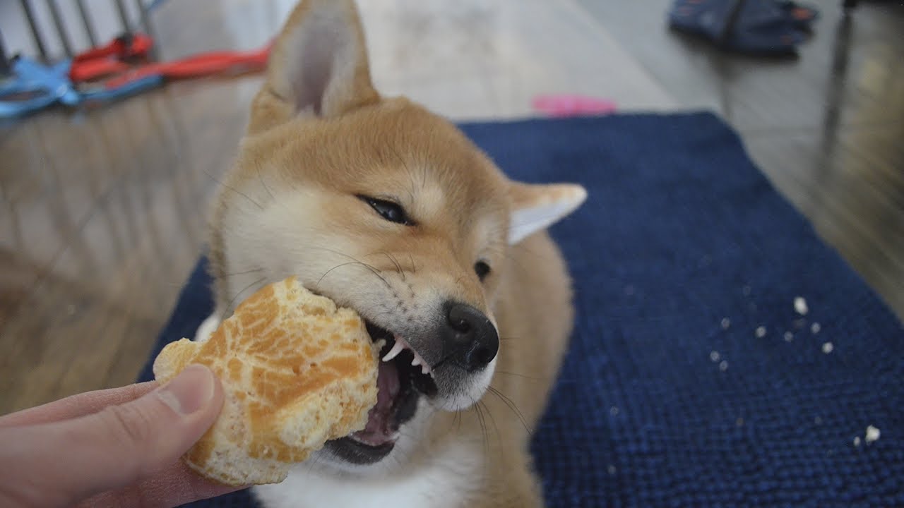 Shiba Inu Puppy Loves Himalayan Yak Cheese Dog Treat - Everlasting