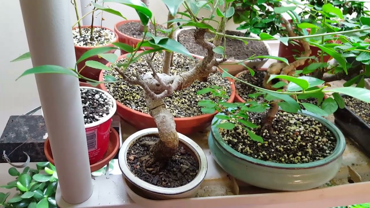 Tiger Bark Ficus Work